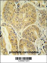 ENAM Antibody