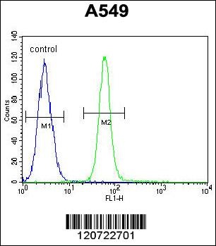 ZMYND10 Antibody