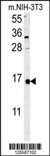 LSM4 Antibody