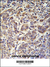 SOWAHC Antibody