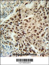 ERI3 Antibody