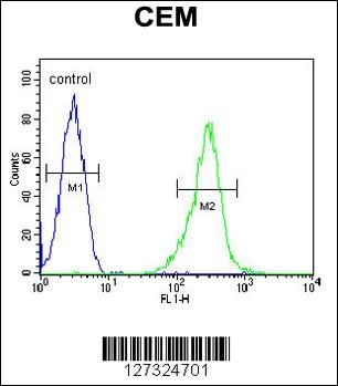 KCNV1 Antibody