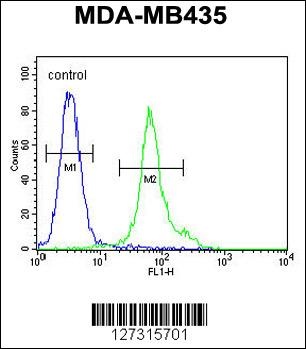 TMEM111 Antibody