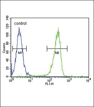 KIR2DS2 Antibody