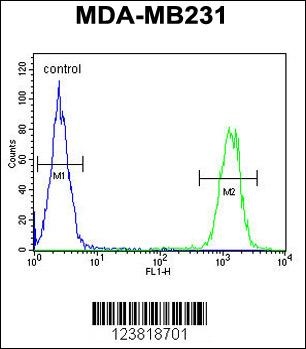 KIR2DL2 Antibody