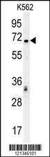 TCF4 Antibody