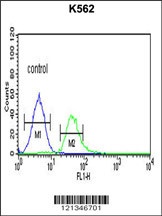 TCF4 Antibody