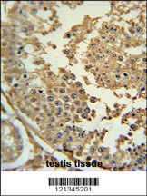 SYN3 Antibody