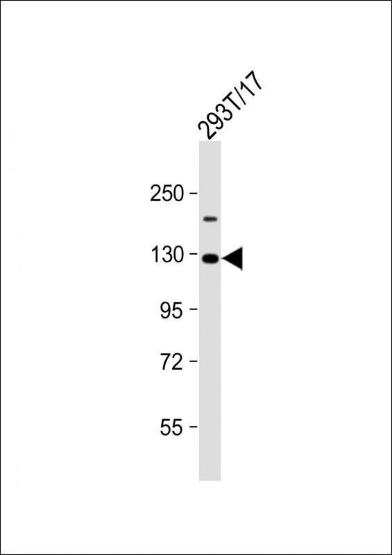 VLDLR Antibody