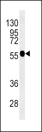 TUBB3 Antibody