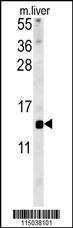 GAL Antibody