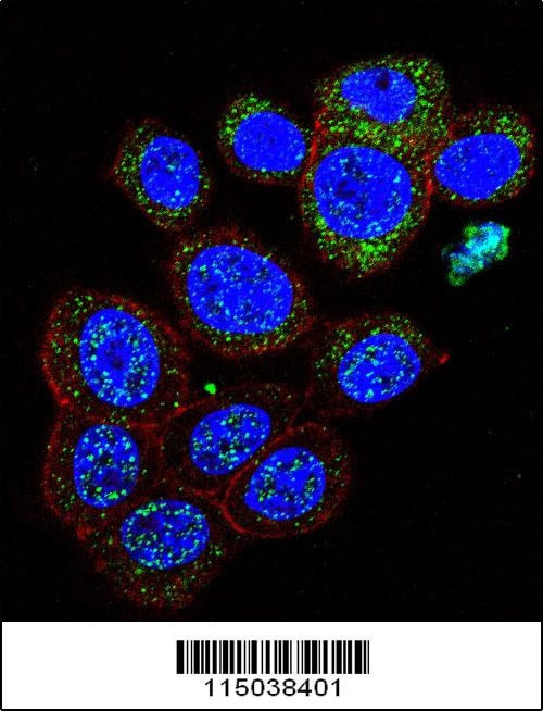 GAL Antibody