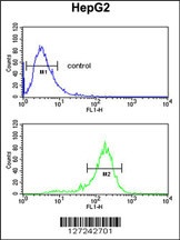 RNF208 Antibody