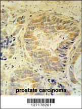 FAM105B Antibody