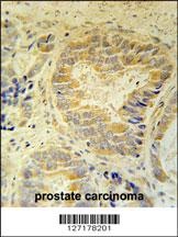 OTULIN Antibody