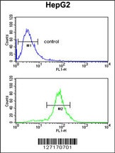 LDHD Antibody