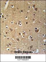 LPPR3 Antibody