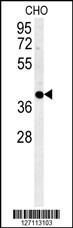 CCYL1 Antibody