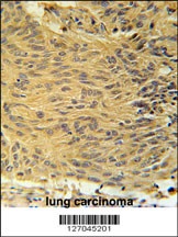 LCLT1 Antibody