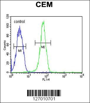 KIF24 Antibody