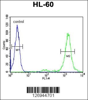 LMAN1L Antibody