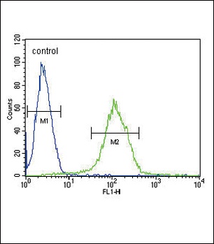 CFHR5 Antibody