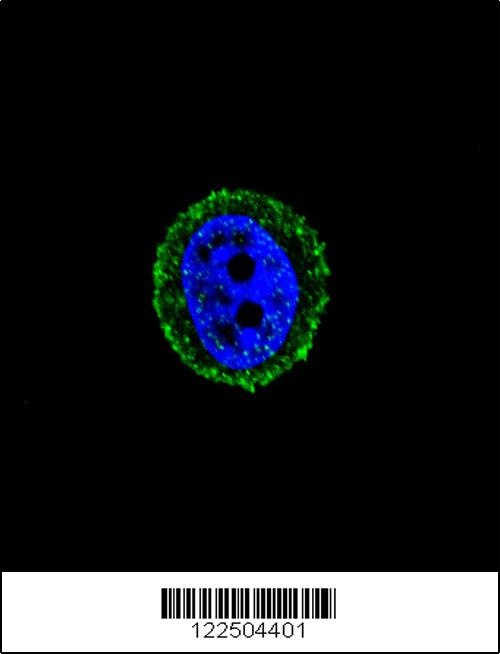 CALCR Antibody