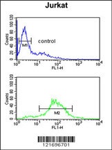BTBD9 Antibody