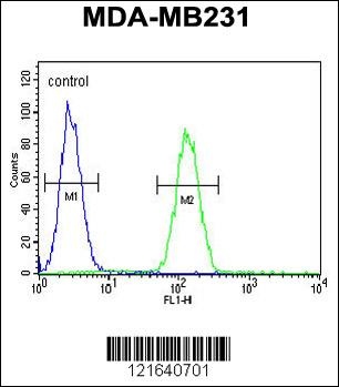 STX7 Antibody