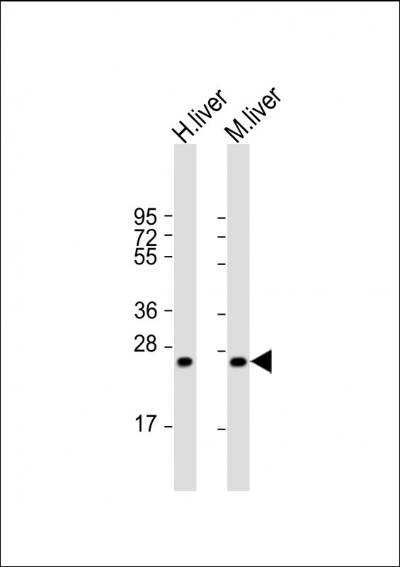 HABP2 Antibody