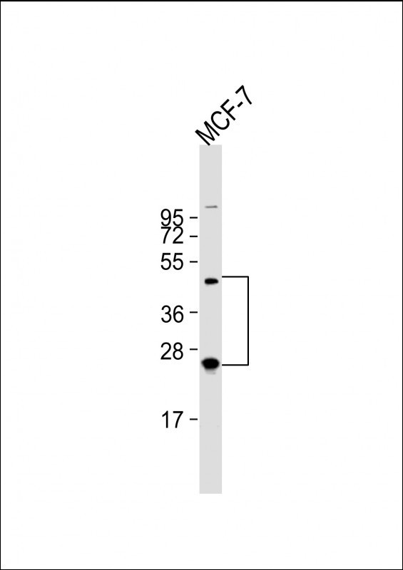 HABP2 Antibody