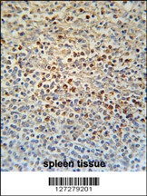 SLC4A7 Antibody