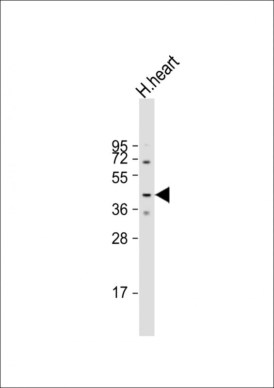 MURC Antibody