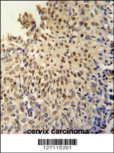 DI3L1 Antibody