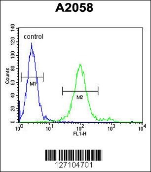 GOT1A Antibody