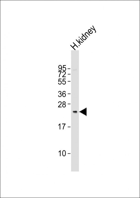 REG3G Antibody