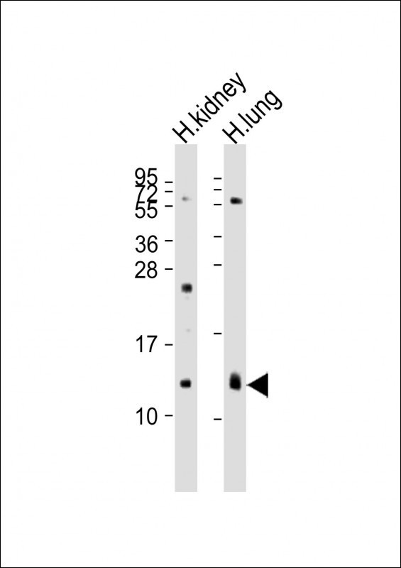 REG3G Antibody