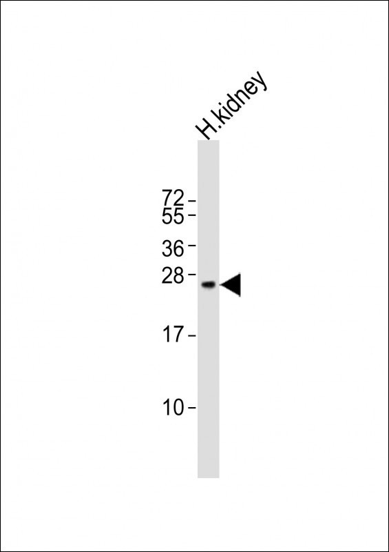 REG3G Antibody