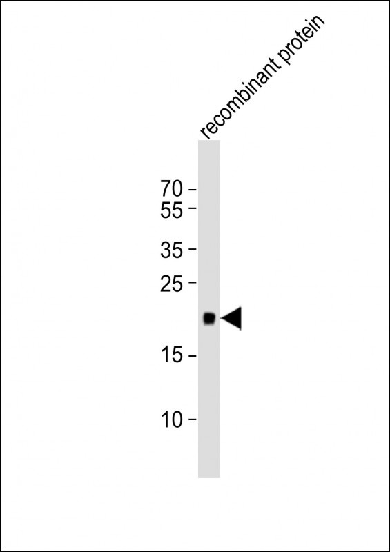 REG3G Antibody