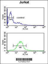 TAF1D Antibody