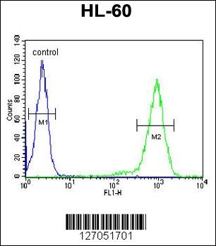 ST8SIA3 Antibody