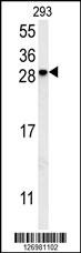 KCT2 Antibody