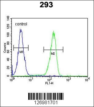 KCT2 Antibody