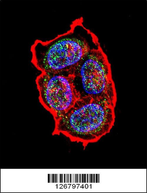 AVP Antibody