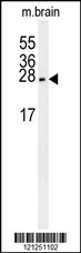 PMCH Antibody