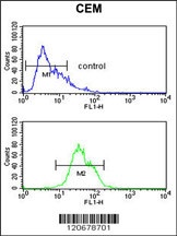 ITGA5 Antibody