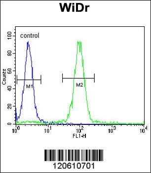 MEIS2 Antibody