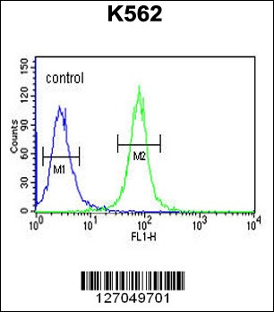 SLC7A10 Antibody