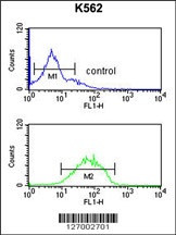 HHAT Antibody