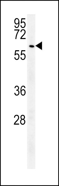 UBP17 Antibody